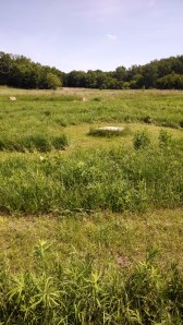 IMG_20140605_113159586