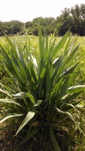 IMG_20140605_113335518