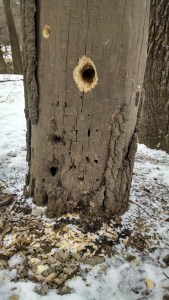 IMG_20150221_140652311_HDR