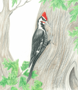 Pileated woodpecker by Gabrielle Anderson, from Hunting Red.