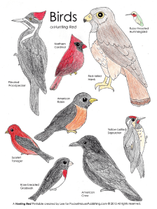 Birds of Hunting Red color page from PocketMousePublishing.com -- free download!