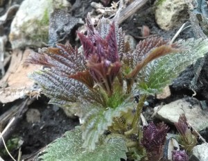 IMG_20150318_162615210