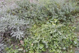 septemberherbsatelaines 017