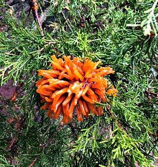 Doesn't it look alien?