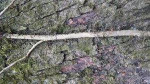 The fine hairs on the main vine gave it away.