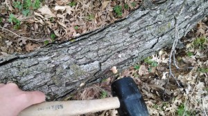 IMG_20150424_073628008