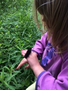 Huge black caterpillar with spiky feet