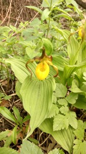 This is the more rare yellow lady slipper. Because of its beauty, people are tempted to dig them and take them home. Because of their strong underground mycorrhizal associations, they seldom survive transplant-leaving a hole in the woods they came from, as well as a hole in the receiving garden.