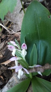 Showy orchis