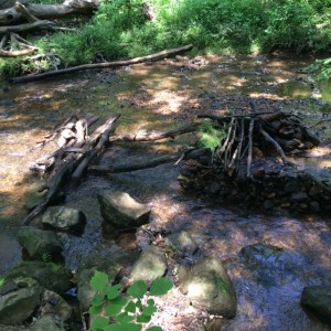 Child directed learning in a nature setting: that's Forest Freeplay!