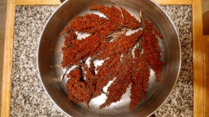 Staghorn sumac drupes are edible and high in antioxidants. Posion sumac has white drupes, not red.