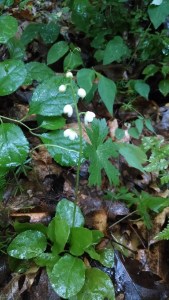 IMG_20150612_095754827