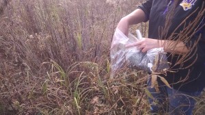 Prairie seed is expensive, and local seed is the best, so we have been busy collecting. Paper bags are better, but we didn't have any on hand when this culver's root presented itself.