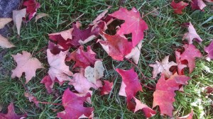 IMG_20151012_094635328