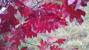 Oak leaves after a rainstorm.