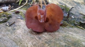 IMG_20151127_090703223