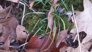 While the browns and greys of tree bark and leaf litter dominate the woodland winterscape, some of the smaller plants stay green all winter in the woods.