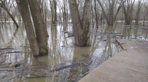 I've never known it to flood in December before. It is usually a light precipitation month for us, and the precipitation is usually in the form of snow, not rain. But Wood Duck Way and the silver maples in the floodplain are under water, as the Red Cedar River and Indian Creek spill over their banks.