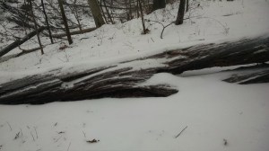 Windblown snow creates delicate patterns on downed trees.