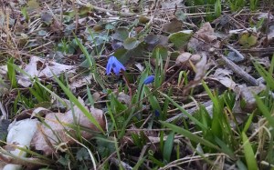 IMG_20160317_121310925