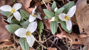 IMG_20160317_140138534_HDR