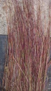 IMG_20151009_094533260