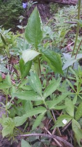 IMG_20160425_100027967