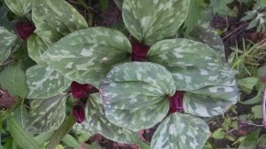 IMG_20160425_100113046