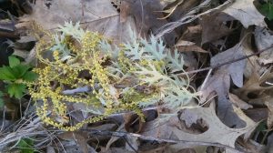 IMG_20160426_185212424